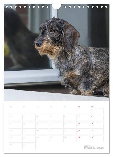 Produktbild: Der Dackel (M)ein treuer Weggef&auml;hrte (Wandkalender 2026 DIN A4 hoch), CALVENDO Monatskalender