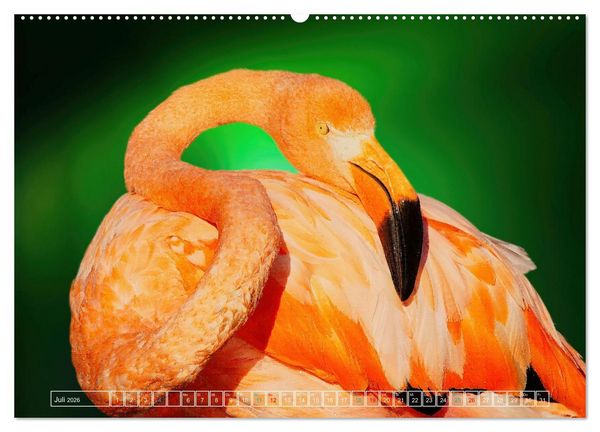 Produktbild: Die bunte Welt der V&ouml;gel (hochwertiger Premium Wandkalender 2026 DIN A2 quer), Kunstdruck in Hochglanz