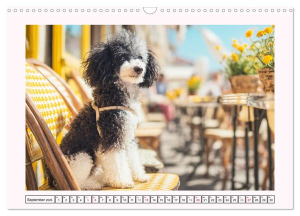 Produktbild: Pudel in der Stadt. Urbane Momente voller Charme und Lebensfreude (Wandkalender 2026 DIN A3 quer), CALVENDO Monatskalender