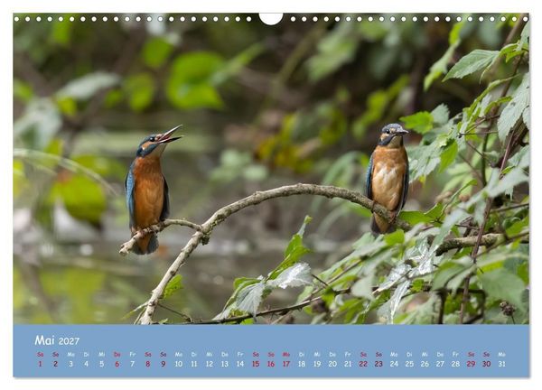 Produktbild: Alcedo atthis. Der Eisvogel (Wandkalender 2027 DIN A3 quer), CALVENDO Monatskalender