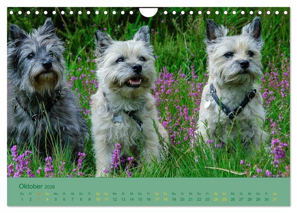 Produktbild: Cairns Forever (Wandkalender 2026 DIN A4 quer), CALVENDO Monatskalender