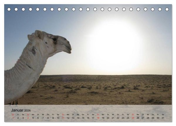 Produktbild: Kamele in der W&uuml;stensonne (Tischkalender 2026 DIN A5 quer), CALVENDO Monatskalender