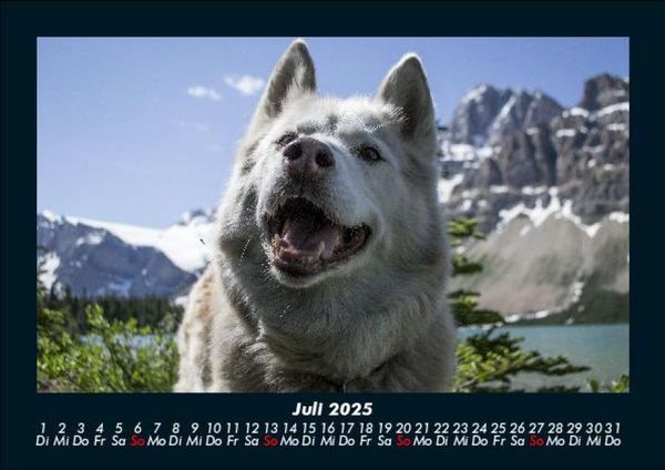 Produktbild: Hunde 2025 Fotokalender DIN A5