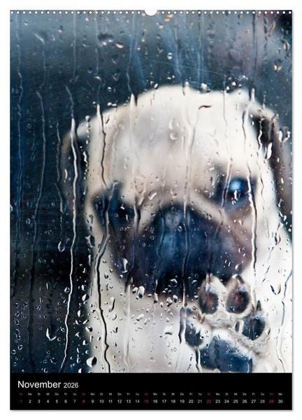 Produktbild: Das Mops-Jahr 2026 (Wandkalender 2026 DIN A2 hoch), CALVENDO Monatskalender