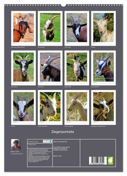 Produktbild: Ziegenportraits (hochwertiger Premium Wandkalender 2026 DIN A2 hoch), Kunstdruck in Hochglanz