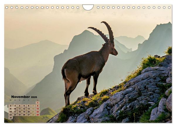Produktbild: Big Five der Alpen G&auml;mse, Steinbock, Murmeltier, Steinadler, Bartgeier (Wandkalender 2026 DIN A4 quer), CALVENDO Monatskalender