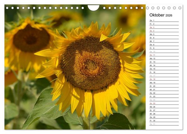 Produktbild: Ein Jahr lang Sonnenblumen (Wandkalender 2026 DIN A4 quer), CALVENDO Monatskalender