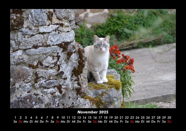 Produktbild: F&uuml;r Katzenfreunde 2025 Fotokalender DIN A3