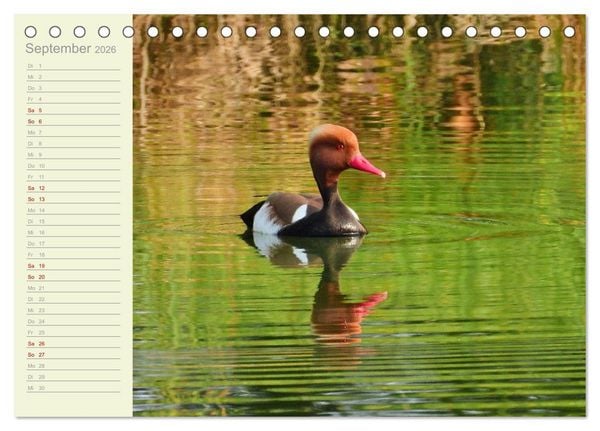 Produktbild: Wiedehopf und Co - von Ren&eacute; Schaack (Tischkalender 2026 DIN A5 quer), CALVENDO Monatskalender