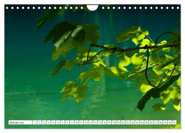 Produktbild: GR&Uuml;N . Die Kraft der Natur (Wandkalender 2026 DIN A4 quer), CALVENDO Monatskalender