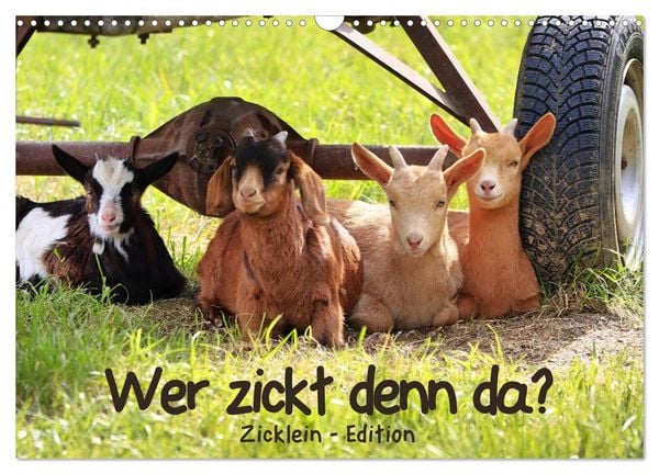 Produktbild: Wer zickt denn da? - Zicklein-Edition (Wandkalender 2026 DIN A3 quer), CALVENDO Monatskalender