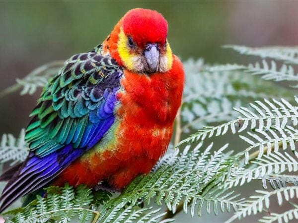 Produktbild: CALVENDO Puzzle Western Rosella | 1000 Teile Lege-Gr&ouml;&szlig;e 64x48cm Foto-Puzzle f&uuml;r gl&uuml;ckliche Stunden