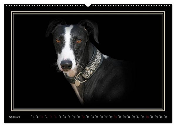 Produktbild: Galgo Espa&ntilde;ol 2026- Der spanische Windhund (Wandkalender 2026 DIN A2 quer), CALVENDO Monatskalender