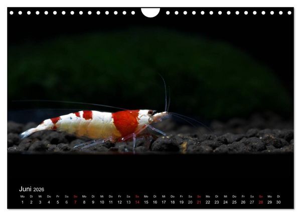 Produktbild: Zwerggarnelen - gepanzerte Juwelen im Aquarium (Wandkalender 2026 DIN A4 quer), CALVENDO Monatskalender
