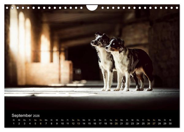 Produktbild: Australian Shepherd - Vielfalt in einer Rasse (Wandkalender 2026 DIN A4 quer), CALVENDO Monatskalender