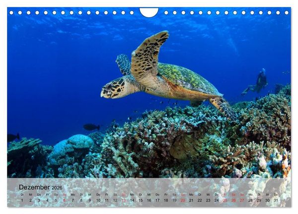 Produktbild: Meeresschildkr&ouml;ten. Nomaden der Ozeane (Wandkalender 2026 DIN A4 quer), CALVENDO Monatskalender