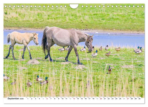Produktbild: Ein Herz f&uuml;r Wildpferde (Wandkalender 2026 DIN A4 quer), CALVENDO Monatskalender