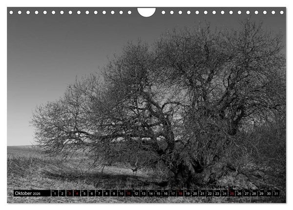 Produktbild: Die Magie der Stille (Wandkalender 2026 DIN A4 quer), CALVENDO Monatskalender