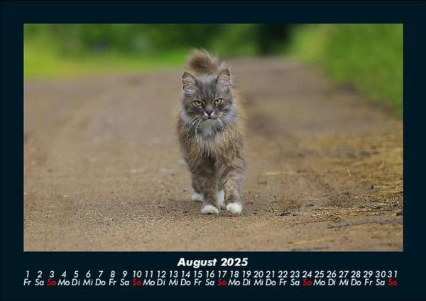 Produktbild: F&uuml;r Katzenfreunde 2025 Fotokalender DIN A5