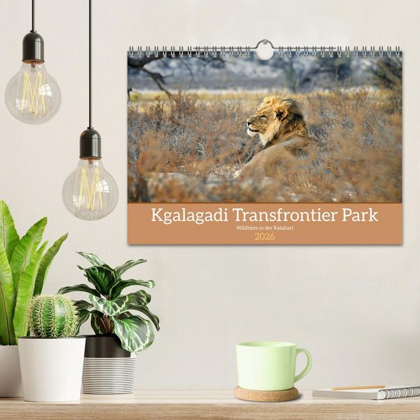 Produktbild: Kgalagadi - Fauna und Wildtiere in der Kalahari (Wandkalender 2026 DIN A4 quer), CALVENDO Monatskalender