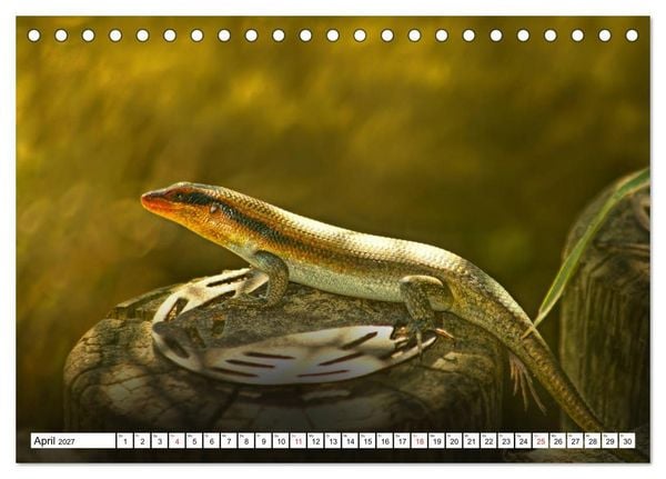 Produktbild: Namibia & Botswana (Tischkalender 2027 DIN A5 quer), CALVENDO Monatskalender