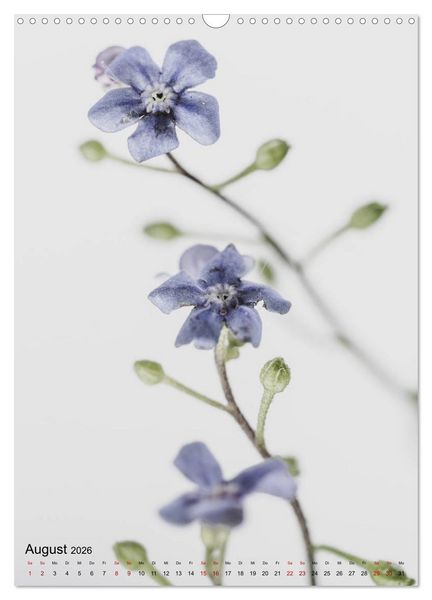 Produktbild: Pure Flowers (Wandkalender 2026 DIN A3 hoch), CALVENDO Monatskalender