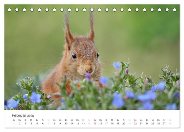 Produktbild: Eichh&ouml;rnchen Kinder (Tischkalender 2026 DIN A5 quer), CALVENDO Monatskalender
