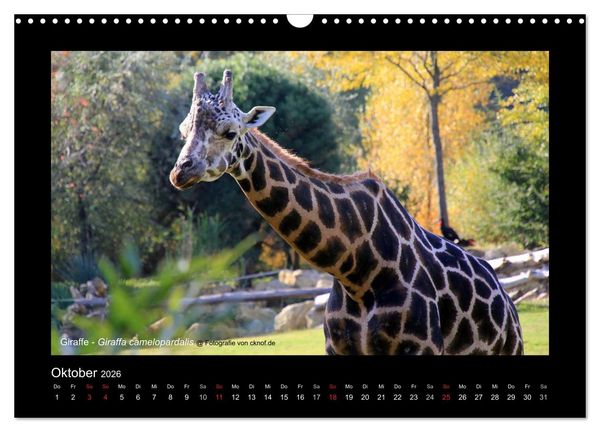 Produktbild: Wildtiere (Wandkalender 2026 DIN A3 quer), CALVENDO Monatskalender