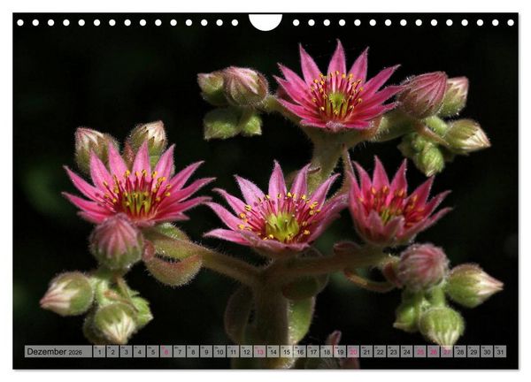 Produktbild: Sempervivum - Hauswurz (Wandkalender 2026 DIN A4 quer), CALVENDO Monatskalender