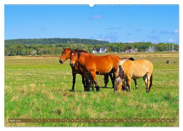 Produktbild: Insel Hiddensee - Dat s&ouml;te L&auml;nneken (hochwertiger Premium Wandkalender 2026 DIN A2 quer), Kunstdruck in Hochglanz