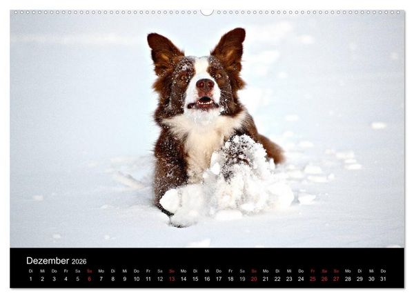 Produktbild: Border Collies (hochwertiger Premium Wandkalender 2026 DIN A2 quer), Kunstdruck in Hochglanz