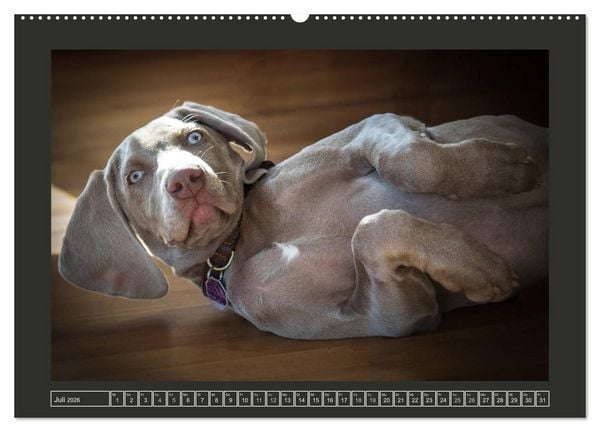 Produktbild: Weimaraner - Ein Welpenjahr (hochwertiger Premium Wandkalender 2026 DIN A2 quer), Kunstdruck in Hochglanz