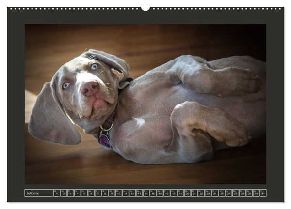 Produktbild: Weimaraner - Ein Welpenjahr (Wandkalender 2026 DIN A2 quer), CALVENDO Monatskalender