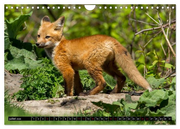 Produktbild: LE PETIT ROUQUIN (Calendrier mural 2026 DIN A4 vertical), CALVENDO calendrier mensuel
