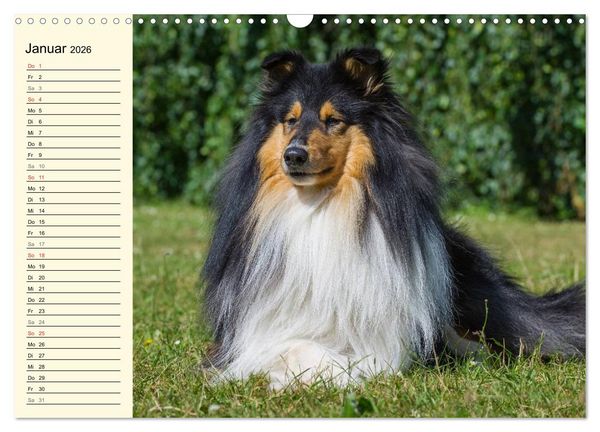 Produktbild: Collie - Mein bester Freund (Wandkalender 2026 DIN A3 quer), CALVENDO Monatskalender