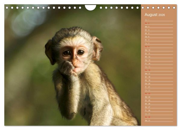 Produktbild: Afrika - Faszinierende Tierwelt (Wandkalender 2026 DIN A4 quer), CALVENDO Monatskalender
