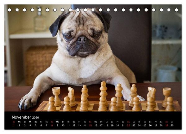 Produktbild: Mops 2026 (Tischkalender 2026 DIN A5 quer), CALVENDO Monatskalender