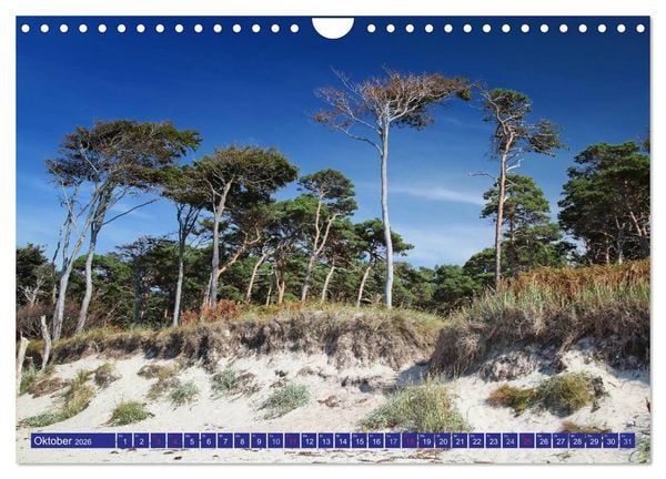 Produktbild: Weststrand Dar&szlig; (Wandkalender 2026 DIN A4 quer), CALVENDO Monatskalender