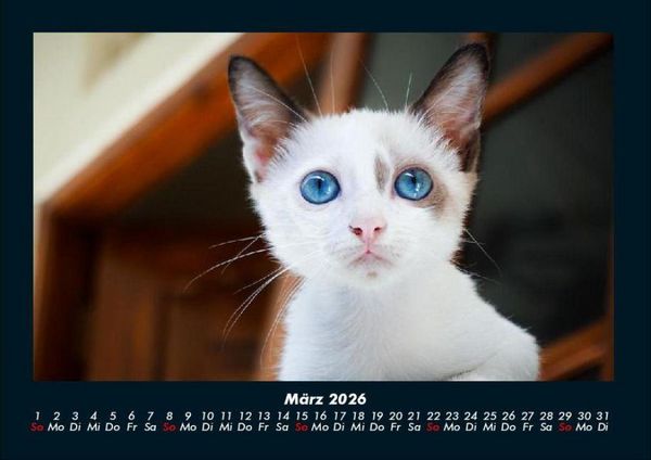 Produktbild: F&uuml;r Katzenfreunde 2026 Fotokalender DIN A4
