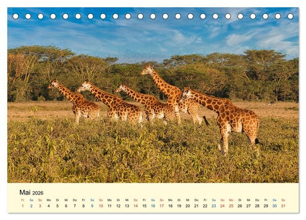 Produktbild: Giraffen, die Sch&ouml;nen der Savanne (Tischkalender 2026 DIN A5 quer), CALVENDO Monatskalender