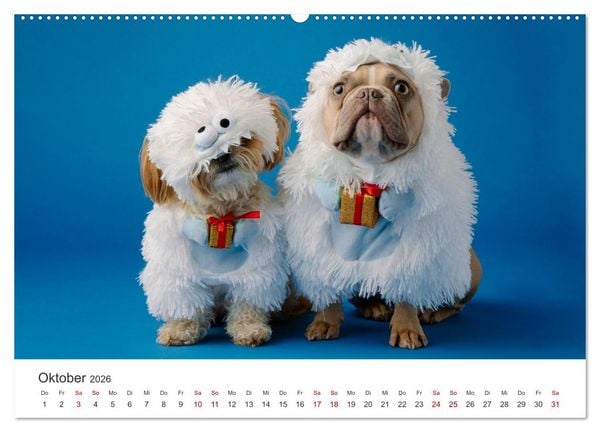 Produktbild: Die Bulldogge Henry (Wandkalender 2026 DIN A2 quer), CALVENDO Monatskalender