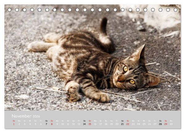 Produktbild: Katzen des S&uuml;dens (Tischkalender 2026 DIN A5 quer), CALVENDO Monatskalender