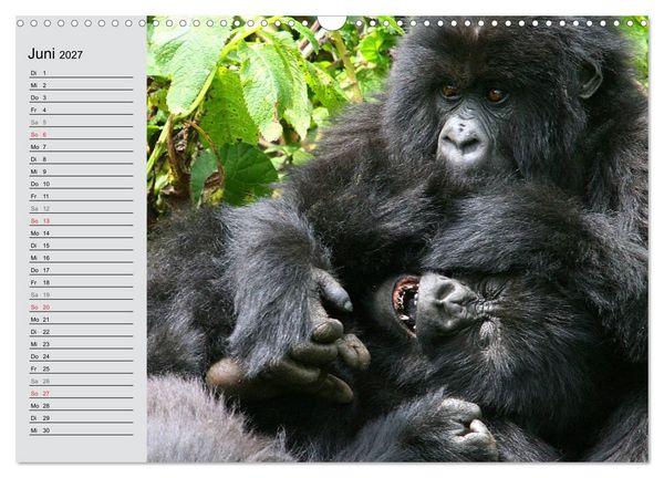 Produktbild: Berggorillas - die sanften Riesen (Wandkalender 2027 DIN A3 quer), CALVENDO Monatskalender