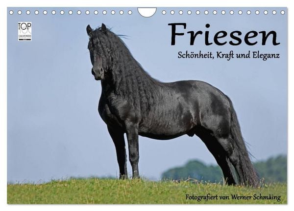 Produktbild: Friesen - Sch&ouml;nheit, Kraft und Eleganz (Wandkalender 2026 DIN A4 quer), CALVENDO Monatskalender