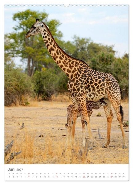 Produktbild: Magie des Augenblicks - Giraffen - Riesen der Savanne (Wandkalender 2027 DIN A2 hoch), CALVENDO Monatskalender
