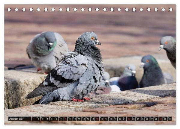 Produktbild: Abneigung und Ekel. Die unbeliebtesten Tiere (Tischkalender 2027 DIN A5 quer), CALVENDO Monatskalender