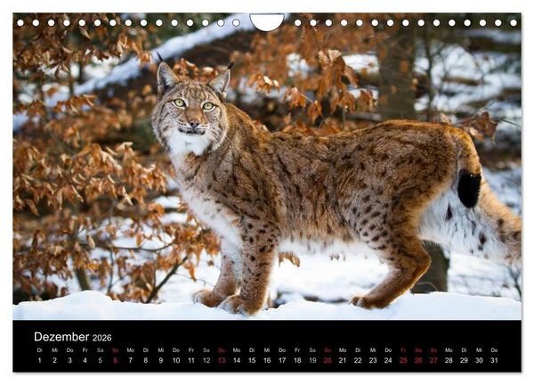 Produktbild: Luchse - Europas gr&ouml;&szlig;te Katzen (Wandkalender 2026 DIN A4 quer), CALVENDO Monatskalender