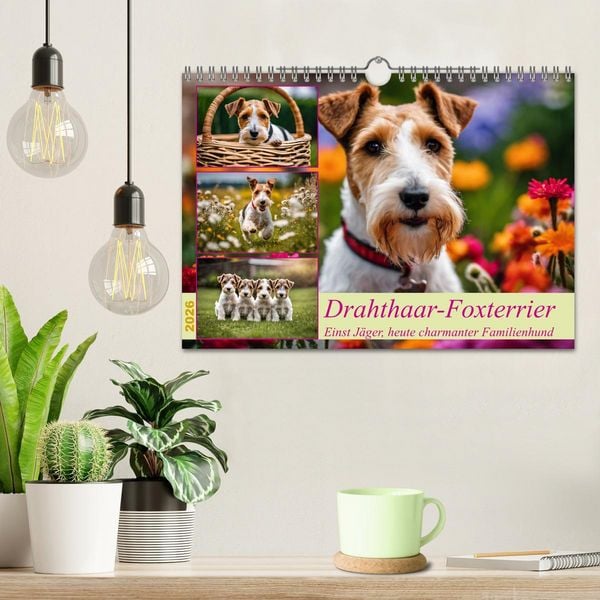 Produktbild: Drahthaar-Foxterrier (Wandkalender 2026 DIN A4 quer), CALVENDO Monatskalender