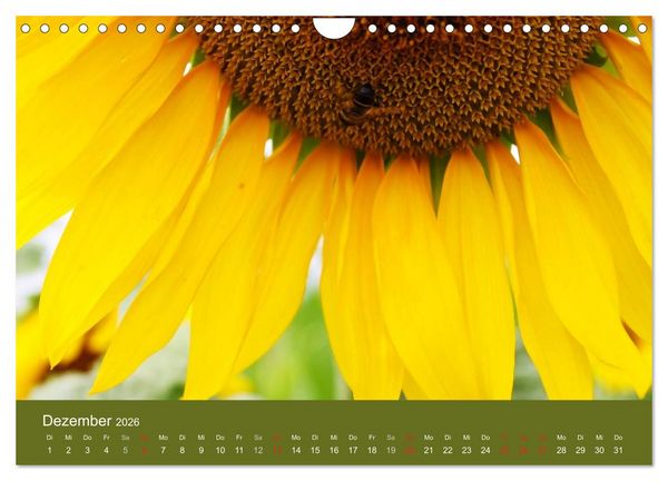 Produktbild: Sonnenblumen - die Blumen der Lebensfreude (Wandkalender 2026 DIN A4 quer), CALVENDO Monatskalender
