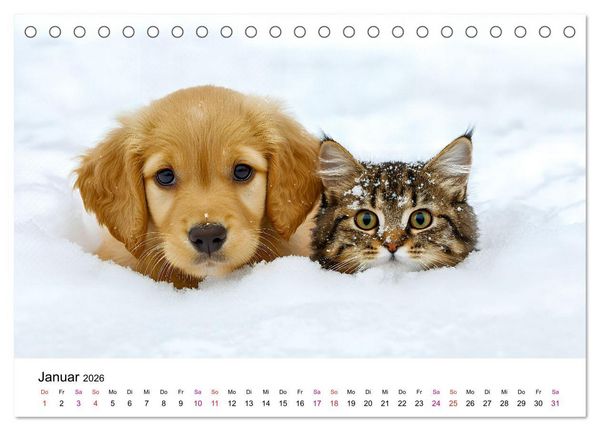 Produktbild: Katzenzauber - Samtpfoten im Jahreslauf (Tischkalender 2026 DIN A5 quer), CALVENDO Monatskalender
